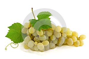 Cluster of ripe, green grapes.