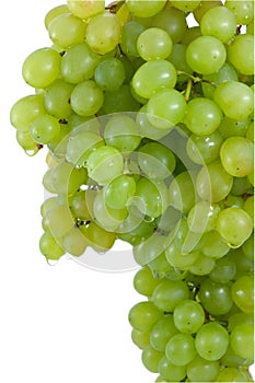 Cluster of ripe, green grapes.