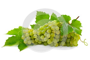 Cluster of ripe, green grapes.