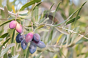 Cluster of ripe Kalamata olives hanging on olive tree branch with blurred background