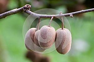 Cluster of ripe kiwi fruit on the branch