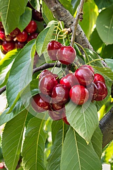 Cluster of ripe organic stella cherries hanging on cherry tree branch