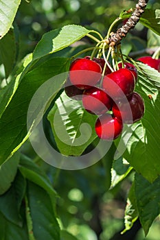 Cluster of ripe organic stella cherries hanging on cherry tree branch with blurred background and copy space