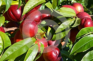 Cluster of ripe pluots on a tree