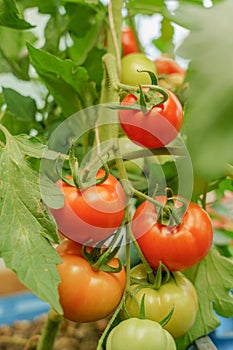 Cluster of ripe red  tomatoes in green foliage on bush. Growing of vegetables in greenhouse..