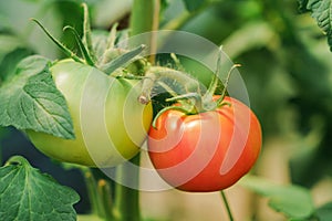 Cluster of ripe red  tomatoes in green foliage on bush. Growing of vegetables in greenhouse