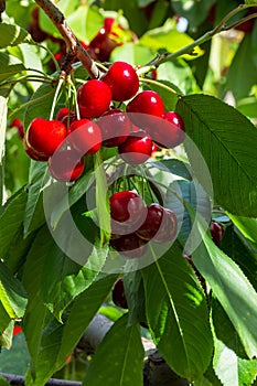 Cluster of ripe stella cherries hanging on cherry tree