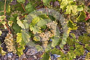 Cluster of ripe white - yellow grape berries