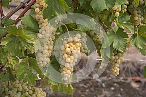 Cluster of ripe white - yellow grape berries