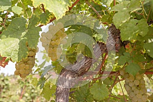 Cluster of ripe white - yellow grape berries, close up