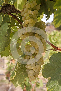 Cluster of ripe white - yellow grape berries, close up