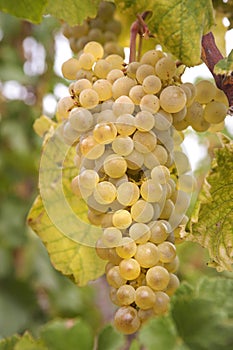 Cluster of ripe white - yellow grape berries, close up, selective focus
