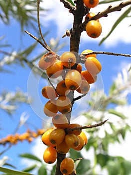 Cluster of ripe yellow sea-buckthorn on tree branch blue sky background close-up view