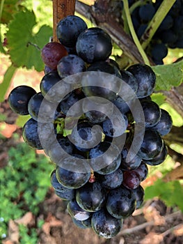 Cluster of ripen red grapes in the vineyard in Spain