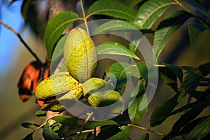 CLUSTER OF RIPENING PECAN NUTS IN GREEN HULLS