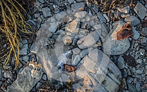 A Cluster of Rocks on a Beach