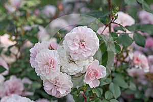 Cluster Rose Rosa Baco, pinkish flowersÂ  photo