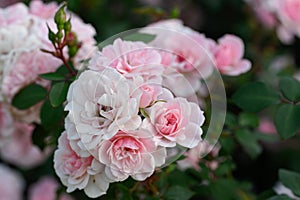Cluster Rose Rosa Baco, pink flowersÂ  photo