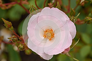 Cluster rose Rosa Mira, a single pale pink flower photo