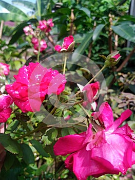 a cluster of roses with pink petals blooming with a scorching light in garden