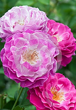 Rosa `Wild Blue Yonder`