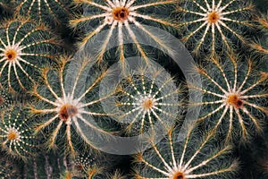 Cluster of round cacti