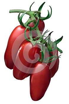 Cluster of San Marzano paste tomatoes, paths