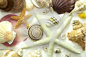 Cluster of Seashells Background Pattern