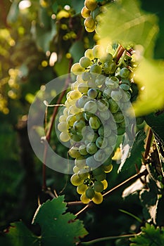 Cluster of seedless green grapes on a vine, natural produce from woody plant