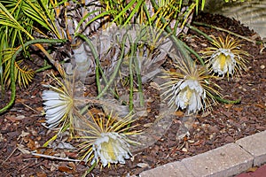 Cluster Of Selinicereus Peteranthus, Moonlight Cactus Flowers