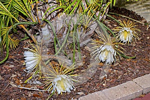 Cluster Of Selinicereus Peteranthus, Moonlight Cactus Flowers photo
