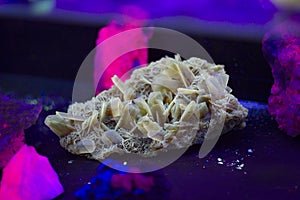 Cluster of sharp, bladed selenite crystals also known as gypsum flower or Desert rose. Fluorescent mineral under UV