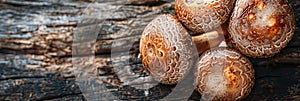 Cluster of shiitake mushrooms thrives oak tree, creating miniature forest in a unique symbiotic relationship photo