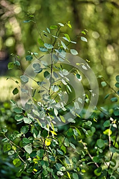 Cluster of shrubbery with lush foliage located in a wooded area