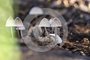 Cluster of small brown capped mushrooms on a forest floor