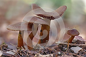 Cluster of small brown fungi