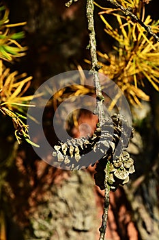 Cluster of small cones and yellow autumn needles of coniferous tree Dahurian larch, latin name Larix Gmelinii