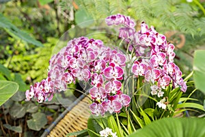 The cluster of small magenta and white colored Phalaenopsis orchids