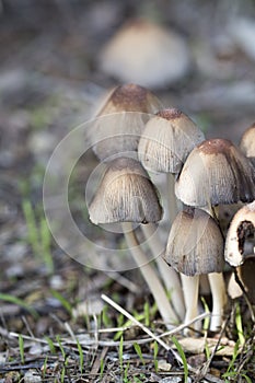 Cluster of small mushrooms growing after a rain