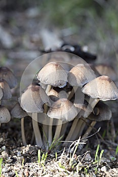 Cluster of small mushrooms growing after a rain