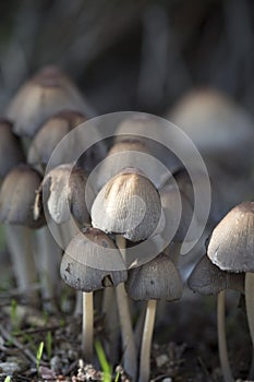 Cluster of small mushrooms growing after a rain