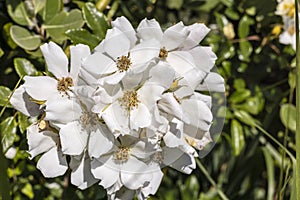 Cluster of small white flowers of climbing rose in a garden.