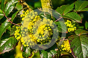 Cluster of small yellow flowers in bloom, macro closeup of a oregon grape plant, popular tropical plant for the garden