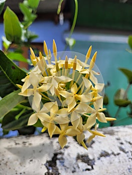 A cluster of small yellow flowers, yellow buds and green leaves protruding such that it rests on the compound wall below.