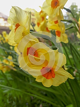 Cluster of Small Yellow and Orange Daffodils