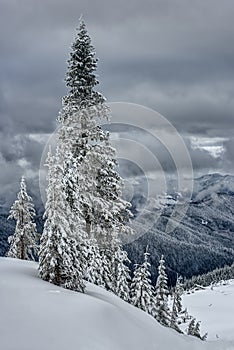 Cluster of Snow Covered Evergreens on Cloudy Day in Cascade Mountains