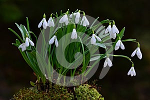 Cluster of of Snowdrops in moss