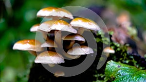 Cluster of fresh forest mushrooms