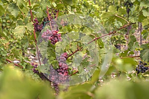 Cluster of sort `Chasselas Rose Royal Dessert` ripe red- purple grape berries