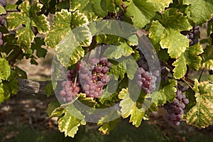 Cluster of sort `Onyx` ripe red - purple grape berries, close up